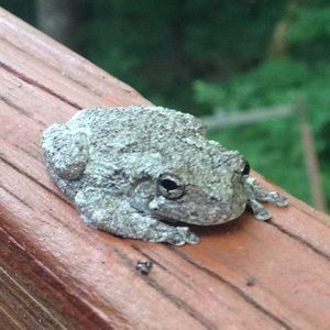 Meet your Posher, Greg